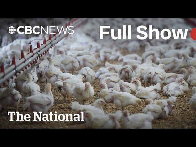 CBC News: The National | Human avian flu case in Canada