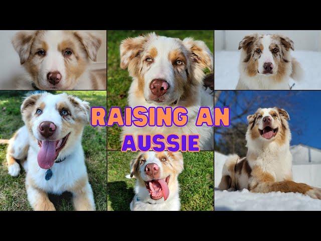 Tips On How To Raise An Australian Shepherd