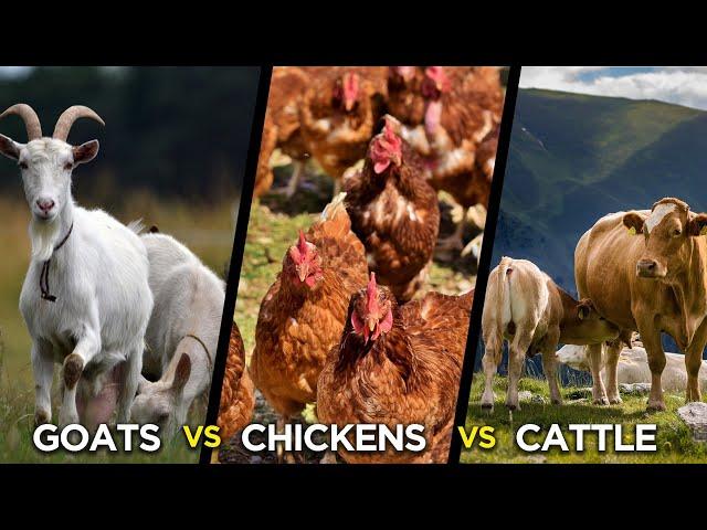 Chickens Vs Goats Vs Cattle | Which is more Profitable?
