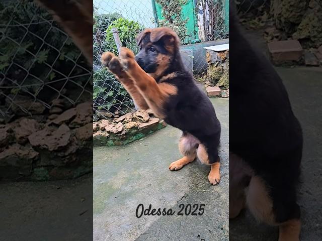 Puppy K-9‼️ Cute German Shepherd puppy. Odessa 2025
