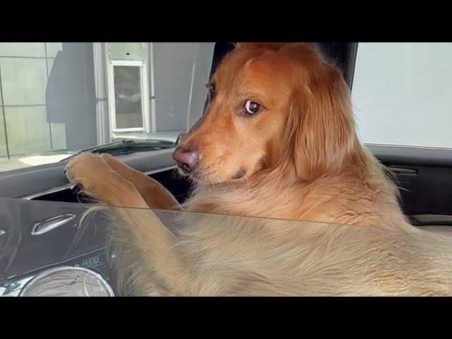 New Funny Animals 2024  Funniest Cats and Dogs Videos 