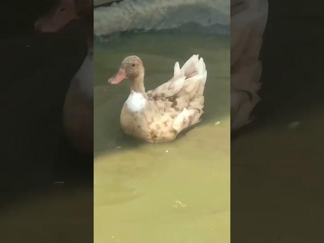 Cute Duckling  Funniest Ducks Videos Compilation 2024#shorts #shortsfeed #viral