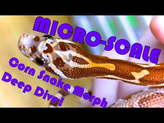 MICROSCALE Corn snakes PLUS Cool Announcement!! Corn Snake Morph Deep Dive 28