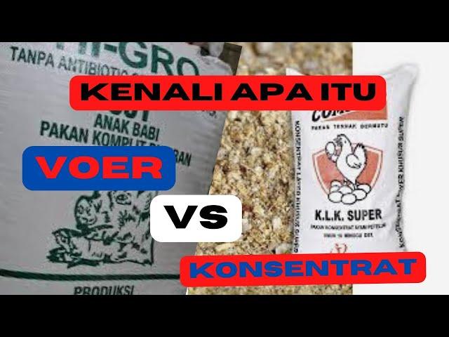 perbedaan konsentrat dan voer pada pakan ayam petelur