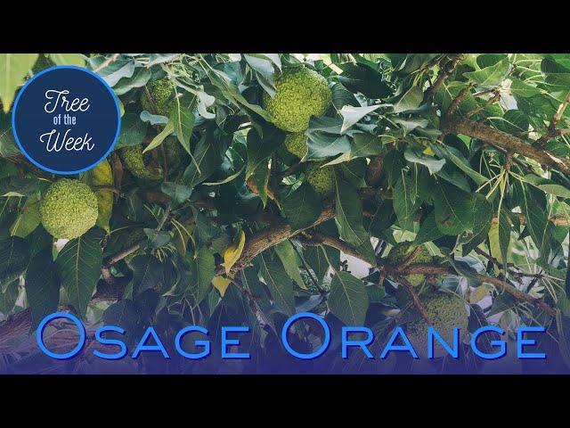 Tree of the Week: Osage Orange