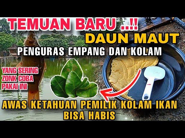 UMPAN IKAN MAS JOS BIKIN HABIS IKAN DI KOLAM , PAKAI ESSEN DAUN JERUK