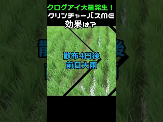 【後期除草剤】クログアイ大発生！中干し前にクリンチャーバスME散布・・途中大雨で効果は？＃shorts