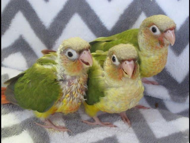 5 week old Baby Pineapple Green Cheek Conure Parrots