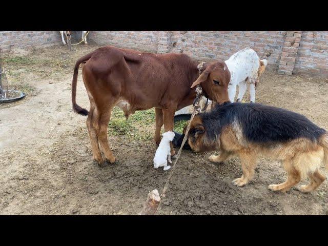 Dog Cow k baby sy khal rahy | German Shepherd Dog | Kohati Gultair Dog