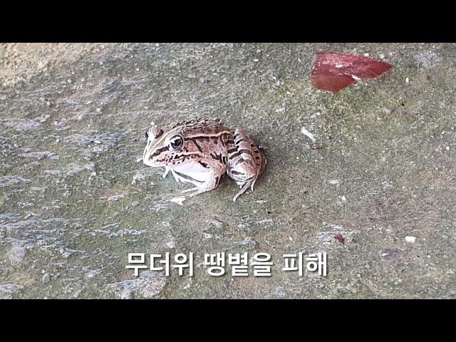 참개구리 샤워시키기