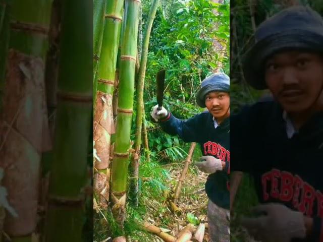 mengambil bambu