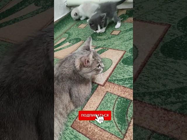 Мама кошка с котятами (0033) #кошка #кошки #котёнок #котята #котик #котики #cat #cats #kitten #kitty