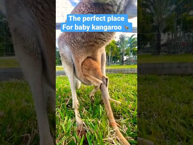 Baby kangaroo  going into pouch so lovely  #shorts #shortsfeed