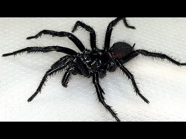 Sydney Funnel Web Spider - Aggressive Extremely Deadly & Beautiful