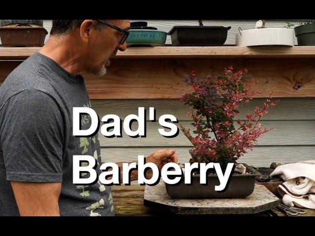 Dad's Urban Yamadori Barberry:  Dave's Bonsai E414