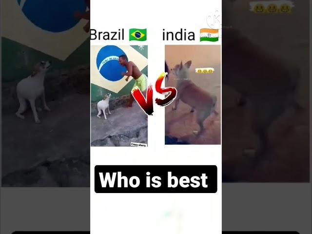 Brazil dog  dance V/S india dog dance #india #dog dance