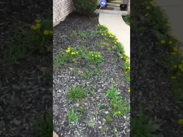 David Stubblefield’s Video