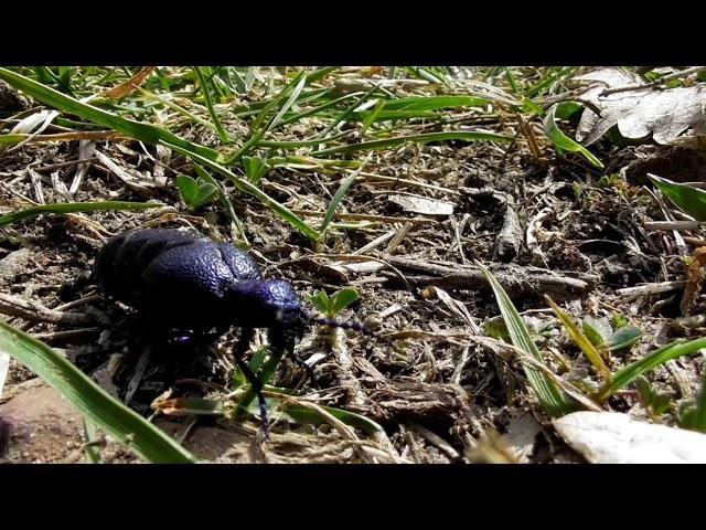 Meloe brevicollis, a amazing flightless beetle, european insects