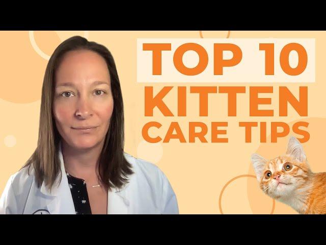 Top 10 Kitten Care Tips According to a Veterinarian