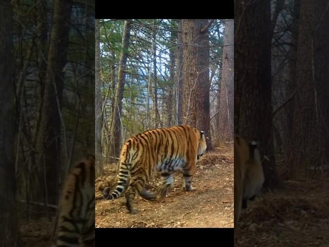 Amur tiger and Ussuri Brown Bear at Russian Far East, in the same place