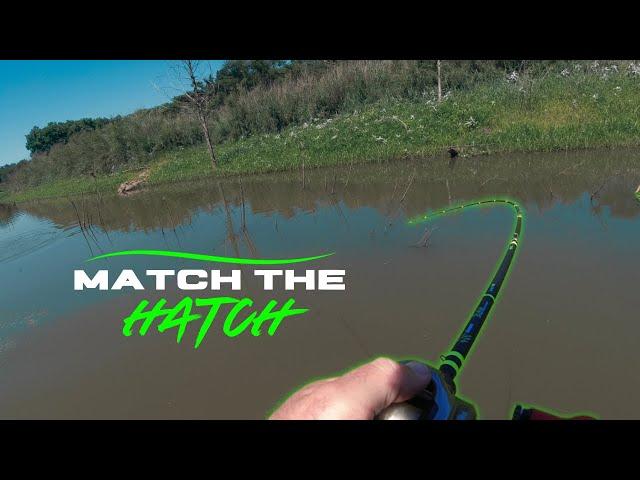 These fish are dialed into BAITFISH - Swimbait fishing for stubborn Post Spawn Largemouth Bass!