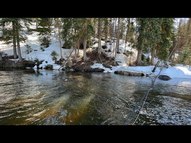 Every fish was OVER 20 INCHES in this stream and no one fishes it...