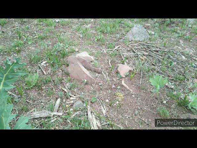 Бехтарини Дору барои касали канд фоиданоки баланд дорад