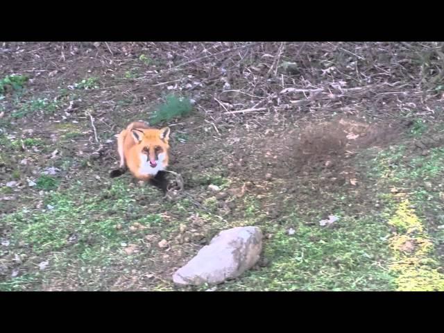 Gorgeous Red Fox in dirt hole set. PA farmland trapping.