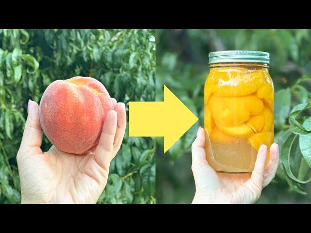 Canning Peaches for Beginners From Start to Finish