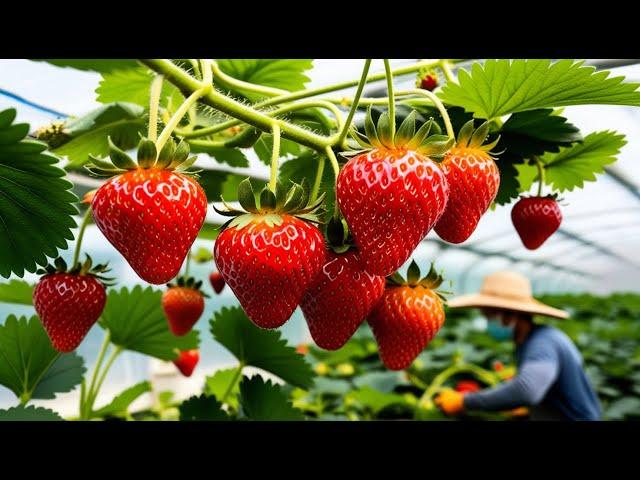 Korean Farmers Harvest Billions of Strawberries | Strawberry Processing | Lisan Farm