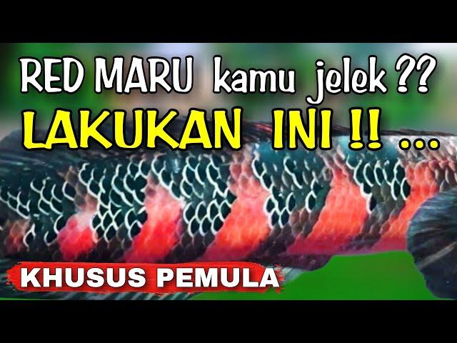 11 Tips Progress Channa Maru Red Barito | Ikan Channa Red Maru