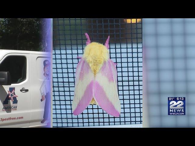 What are Rosy Maple Moths?