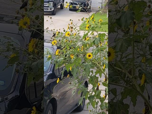 Lesser goldfinches on Common Sunflowers