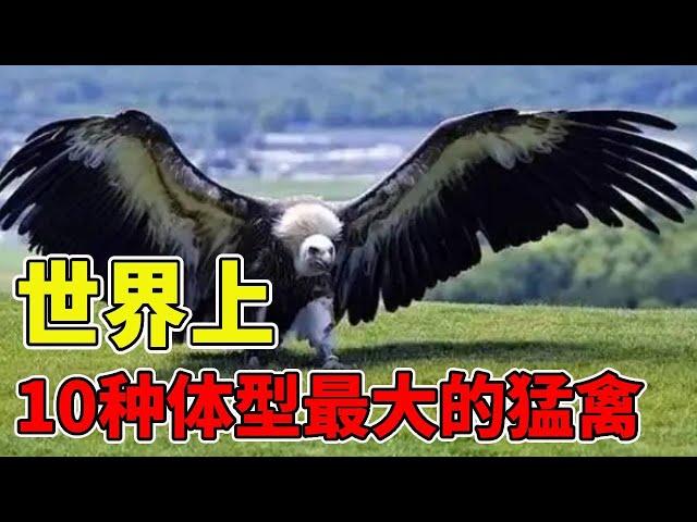 Eagle is a ferocious carnivorous animal  a little larger can even kill humans  and now there are hu