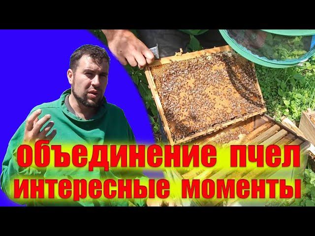 Как объединить семьи на пасеке без гибели маток. Объединение пчел летом перед главным взятком