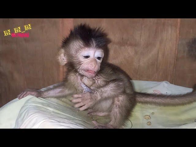therapy to wean baby monkeys from sucking their thumbs || poor baby monpai