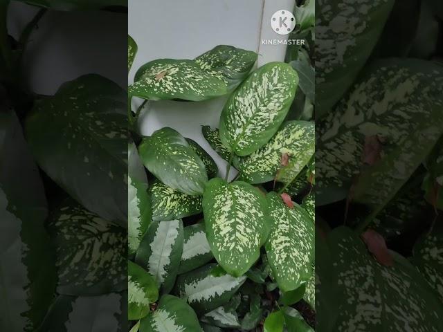 MY HEALTHY PLANTS #gardenflowerplants #gardenplants #plants # #nature #healthy #beautiful #natural