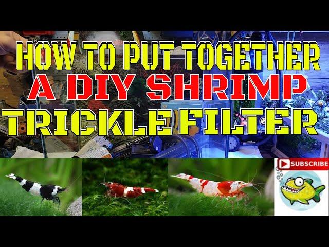 HOW TO SETUP A SHRIMP TANK PART 1