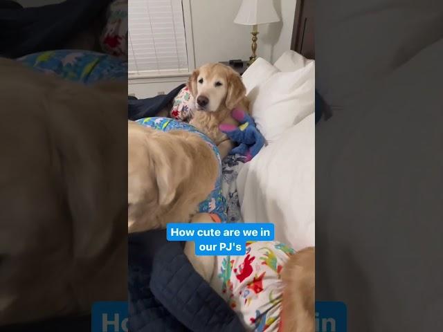 3 golden retrievers, nestled under a blanket, quietly resting and ready for dream. #pets  #puppy