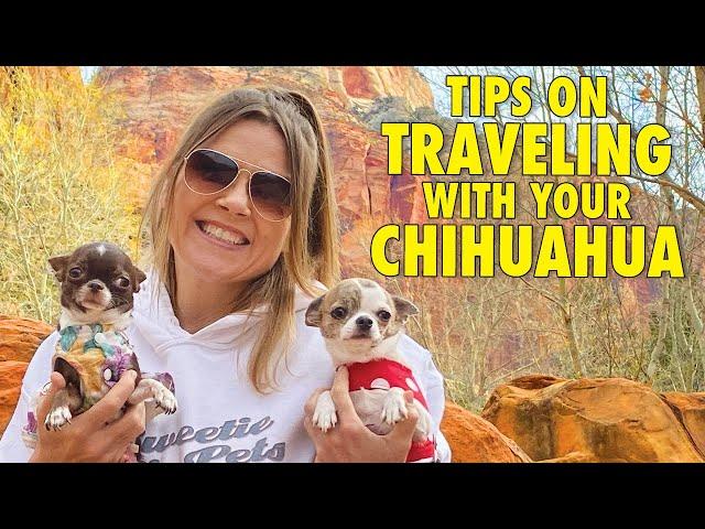 Chihuahua Travel Tips - Road Trip with Ease! | Sweetie Pie Pets by Kelly Swift