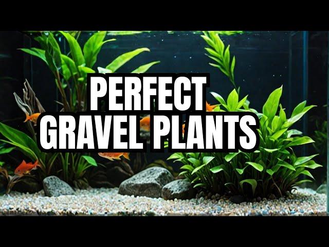 Top 10 Aquarium Plants That Grow In Gravel