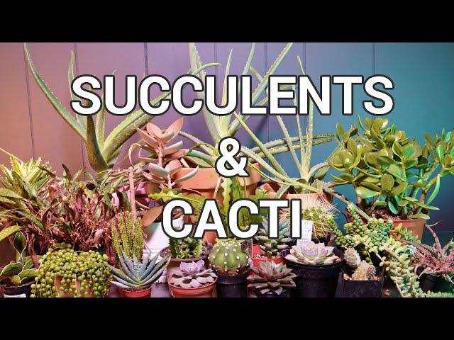 My Entire Succulent And Cactus Collection 2021