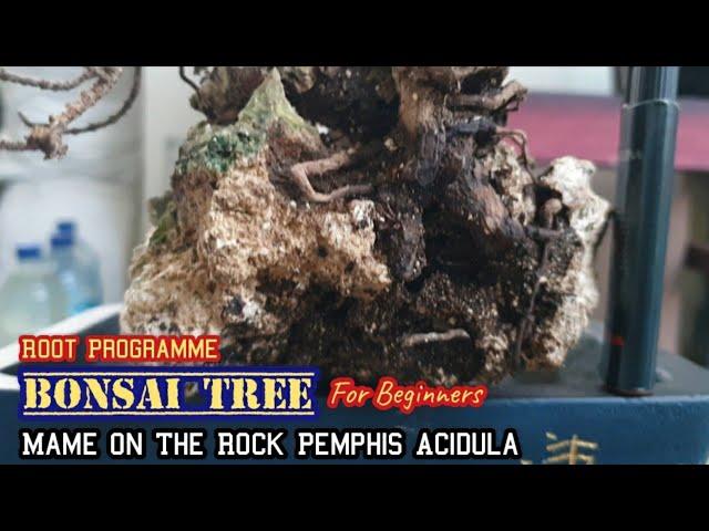 Bonsai Tree For Beginner Root Programme Mame Santigi Pemphis Acidula @therisingofroninbonsai