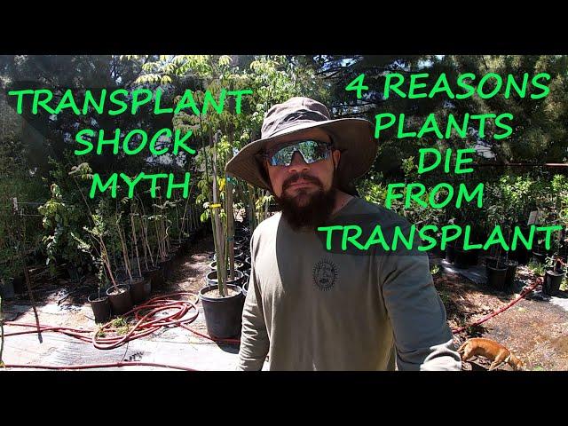 Gardening Myths: Blaming Everything On Transplant Shock | 4 Reasons Your Plant Died After Transplant