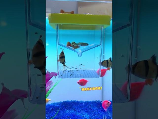 harvest a nest #guppy #fishtank #whowillbemylifepartnerta #aquarium #fish #guppyfish #naturetank