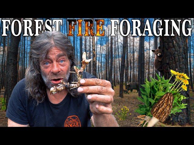 Foraging Wild Edible Buffet in Fire Scorched Forest | PLUS Bear Rescue and a Chance to Meet Greg!