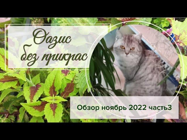 Оазис без прикрас. Кот в горшке. Обзор растений часть 3.