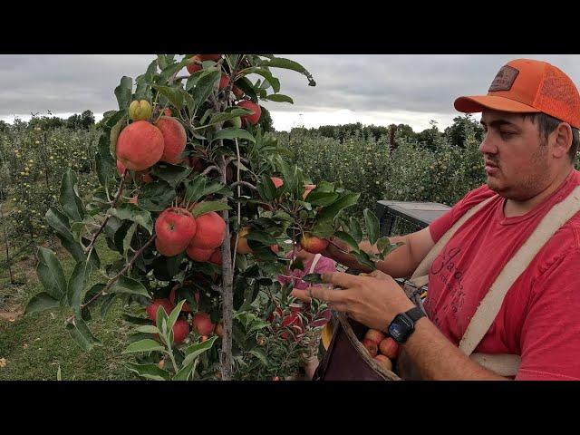 First Apple Harvest of the Season! 