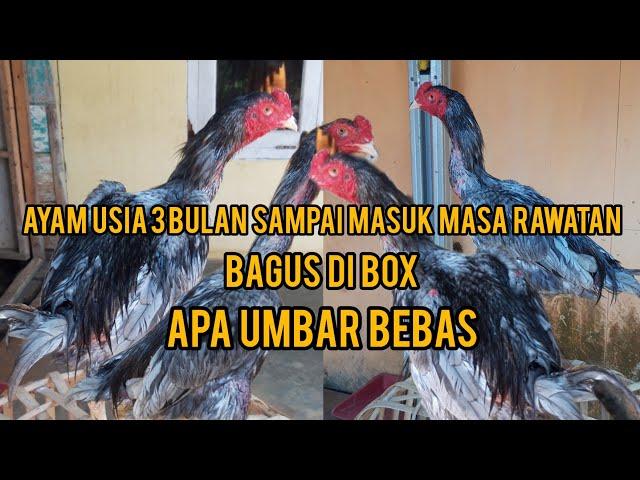 AYAM BANGKOK BAGUSAN DI UMBAR LEPAS APA DI FUL BOX ?? ( USIA 3 BULAN - MASUK MASA RAWATAN )