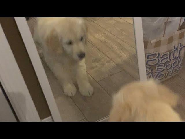 Puppy in the mirror